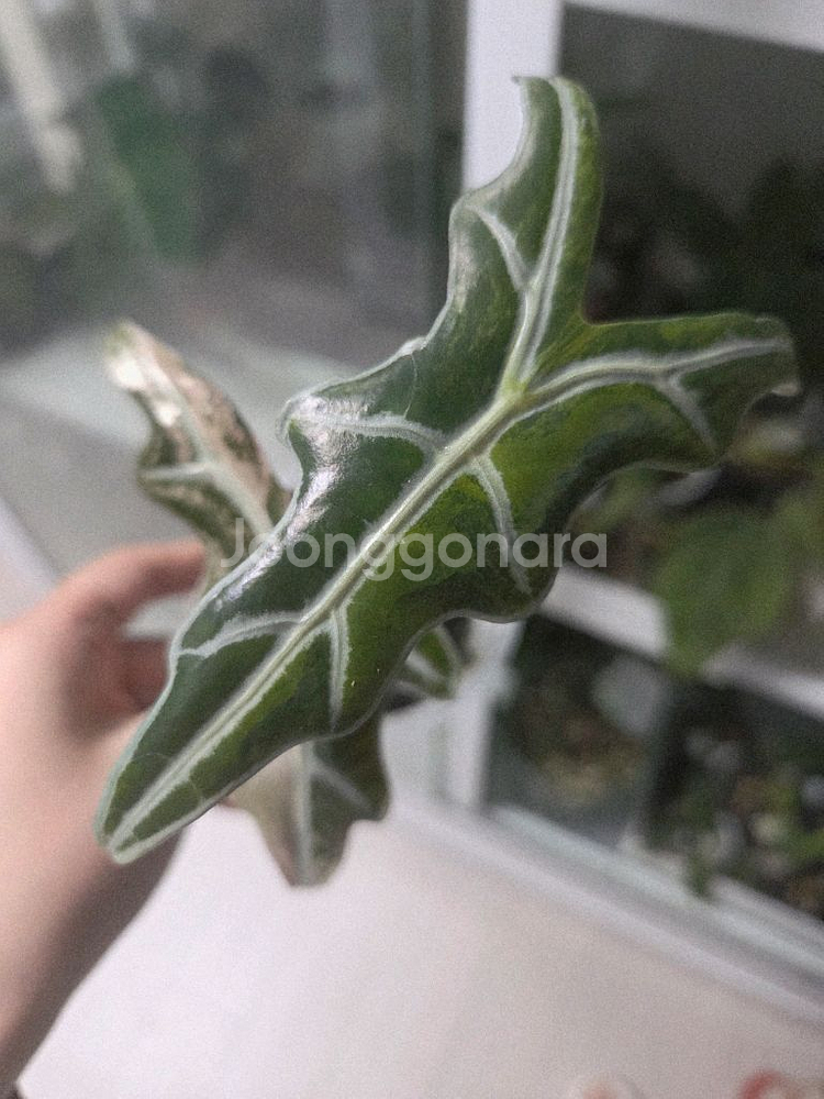 알로카시아 노빌리스 트리컬러--2