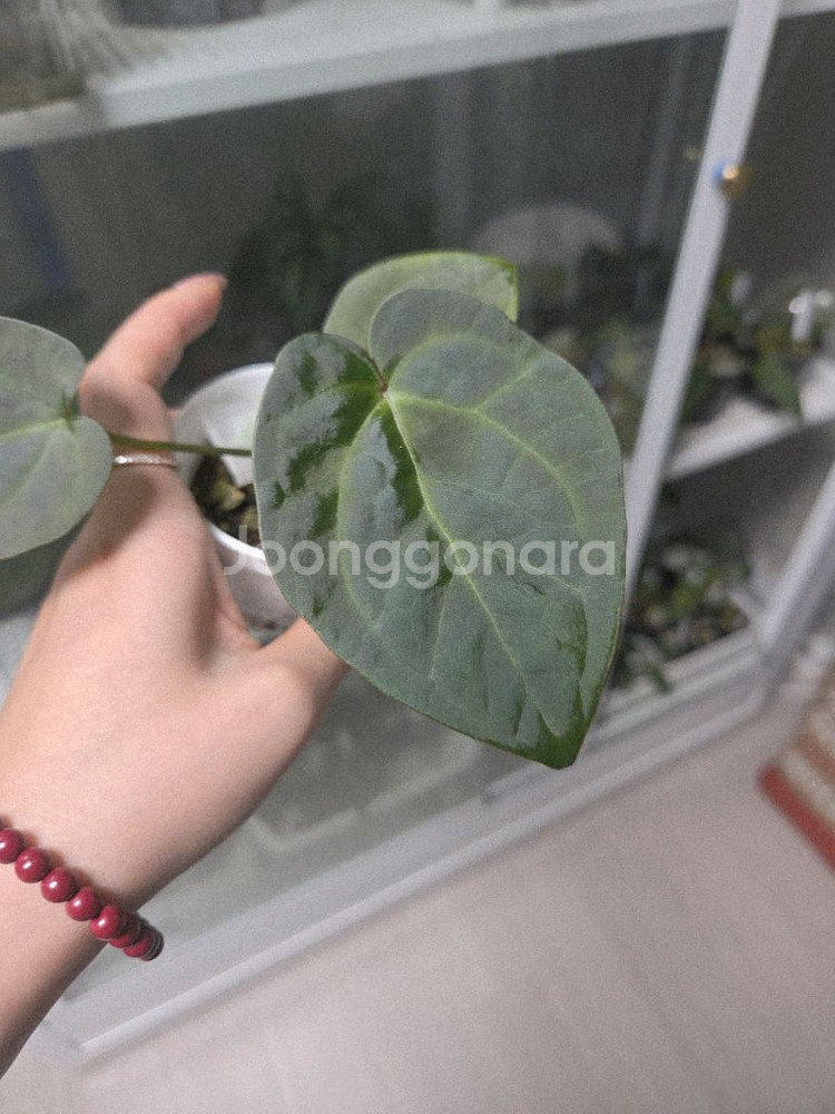 안스리움 호프럭셔리x비타리폴리움sp--0