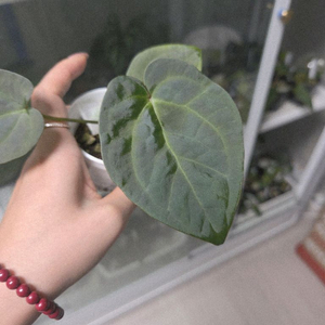 안스리움 호프럭셔리x비타리폴리움sp