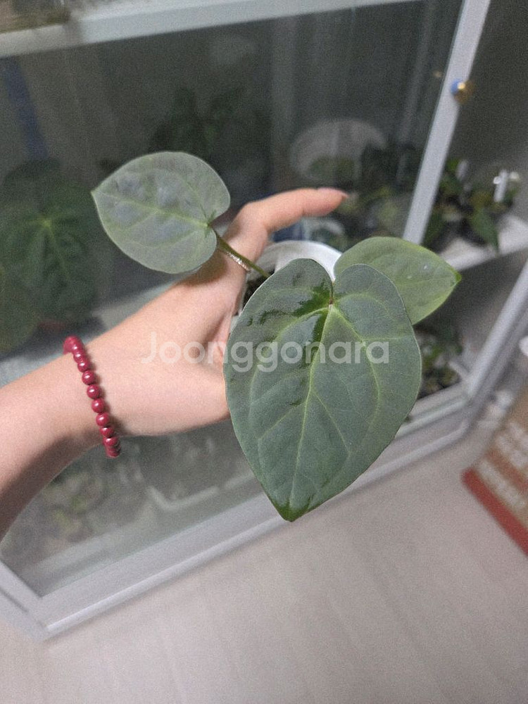 안스리움 호프럭셔리x비타리폴리움sp--1