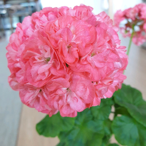 제라늄 라랑로사