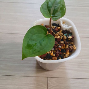 안스리움 럭셔리x미쉘