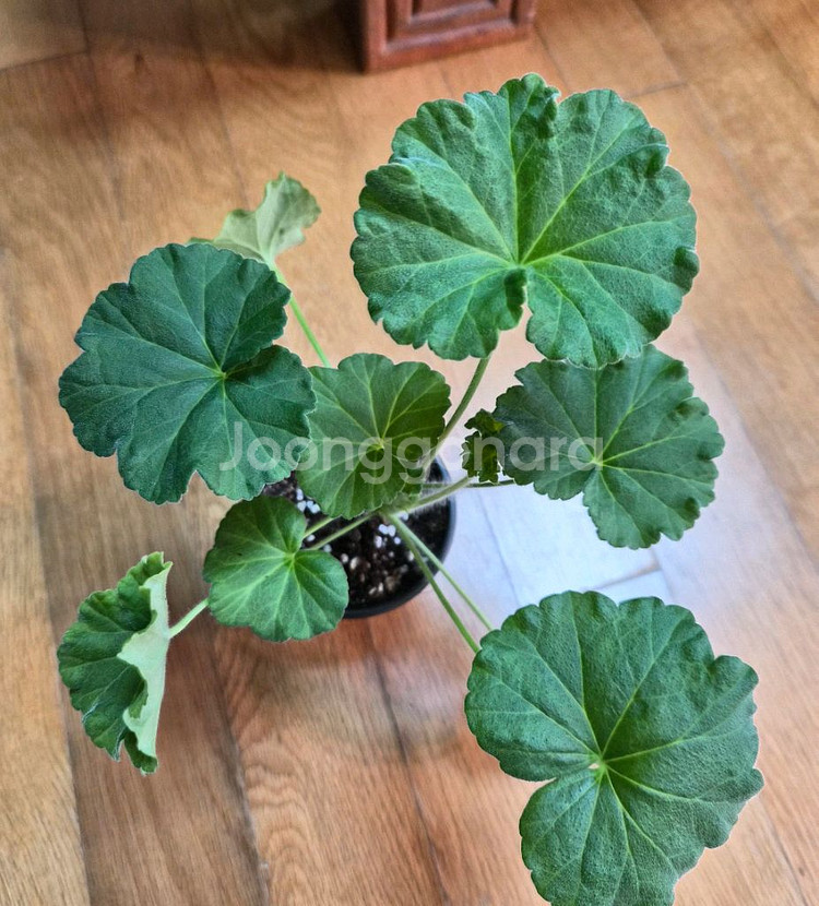 UV엘브루스 러시아 제라늄--0