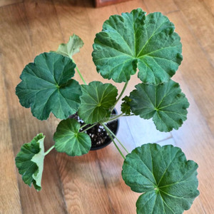 UV엘브루스 러시아 제라늄