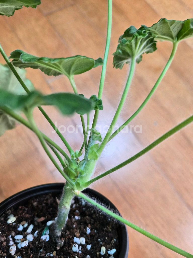 UV엘브루스 러시아 제라늄--1