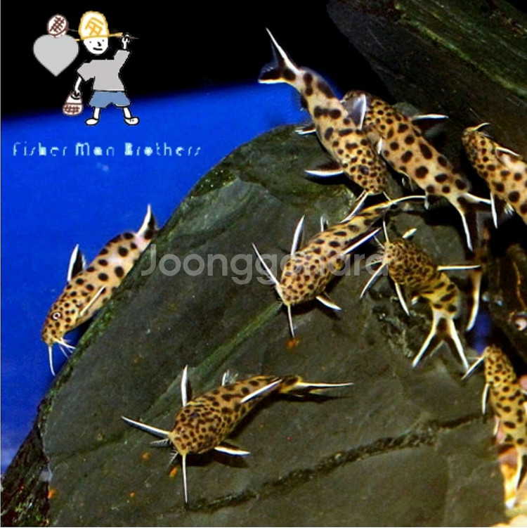 블랙베리 메티니스, 시노돈티스 페트리콜라, 로얄플레코--1