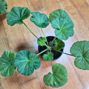 다나에러시아 제라늄