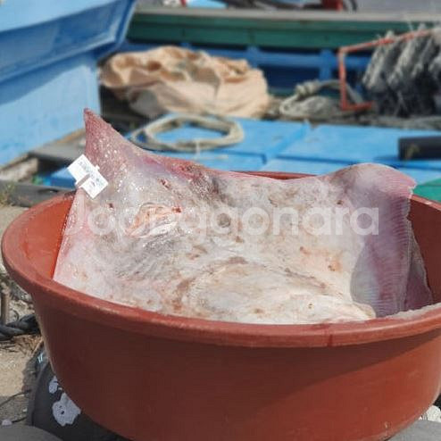 흑산도홍어 1.5KG 최저가 드립니다.--1