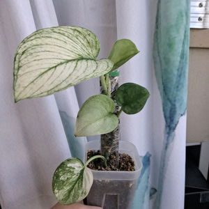 스킨답서스 실버나이트알보 오르빗 택포