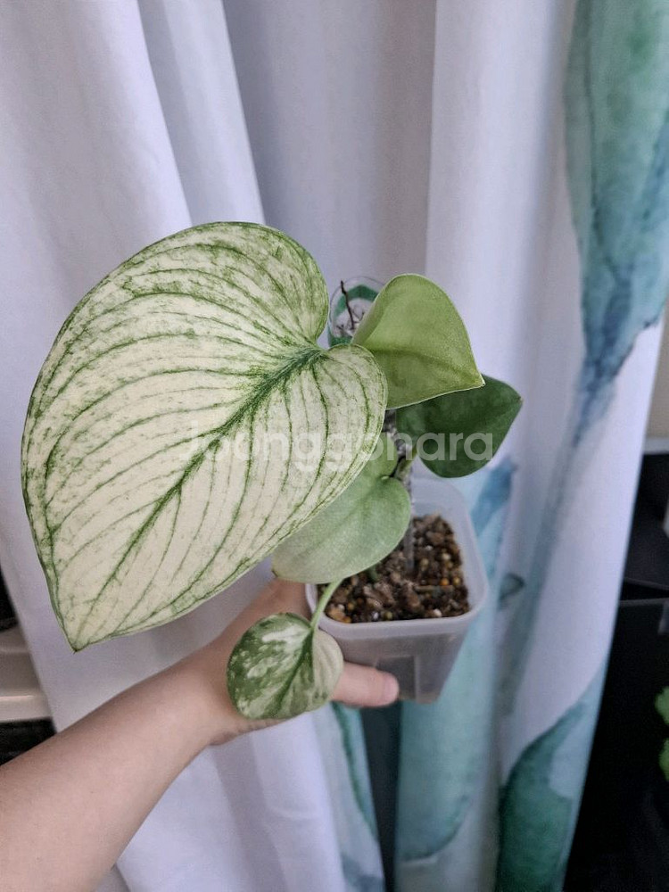 스킨답서스 실버나이트알보 오르빗 택포--1