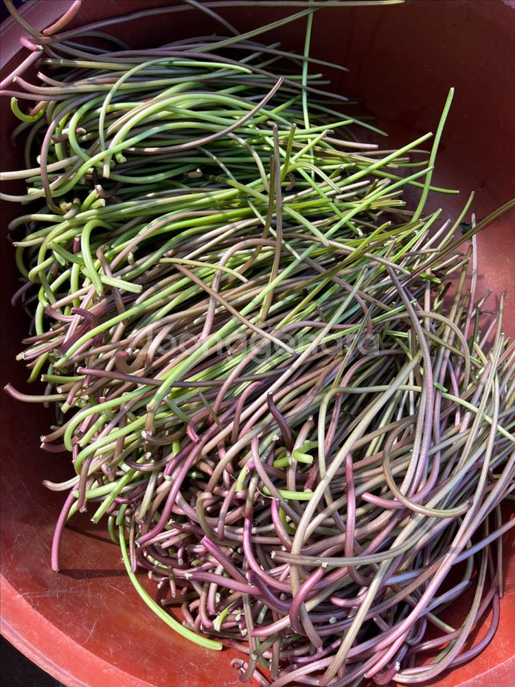 햇 고구마 줄기 10kg 판매합니다.--0