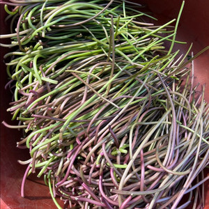 햇 고구마 줄기 10kg 판매합니다.