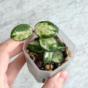 호야 마틸드 바리에가타 (택포)