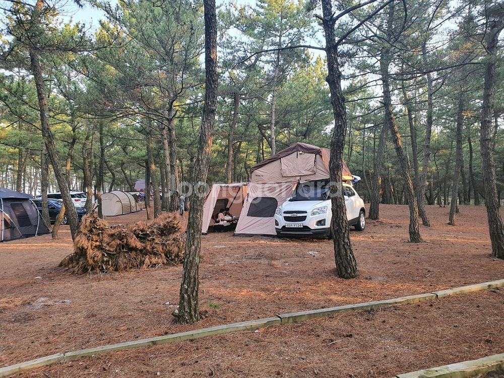 메세타 어넥스1900만 팝니다!!--1