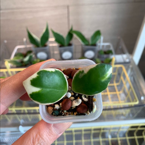 [호야] 인커블라 알보