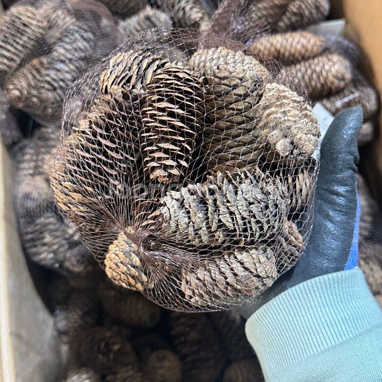 자연 솔방울 100p 크리스마스 소품 재료--2