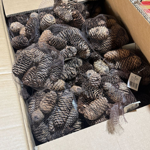 자연 솔방울 100p 크리스마스 소품 재료