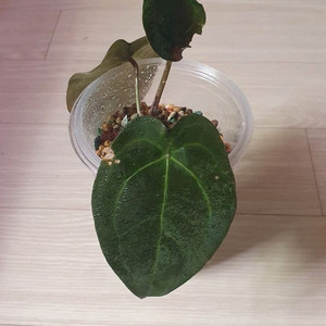 안스리움 rvdp x 포게티