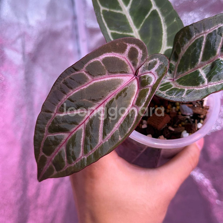 로닌님 결제창 입니다 안스리움--0