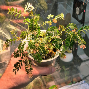 (가격내림)필란투스 우리나리아 핑크 바리 (여우구슬)