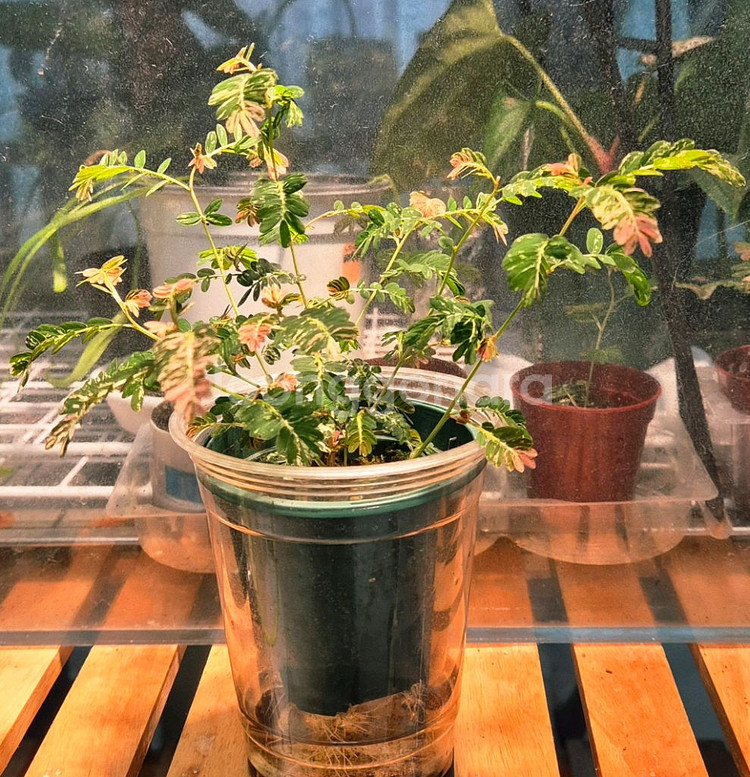 (가격내림)필란투스 우리나리아 핑크 바리 (여우구슬)--1