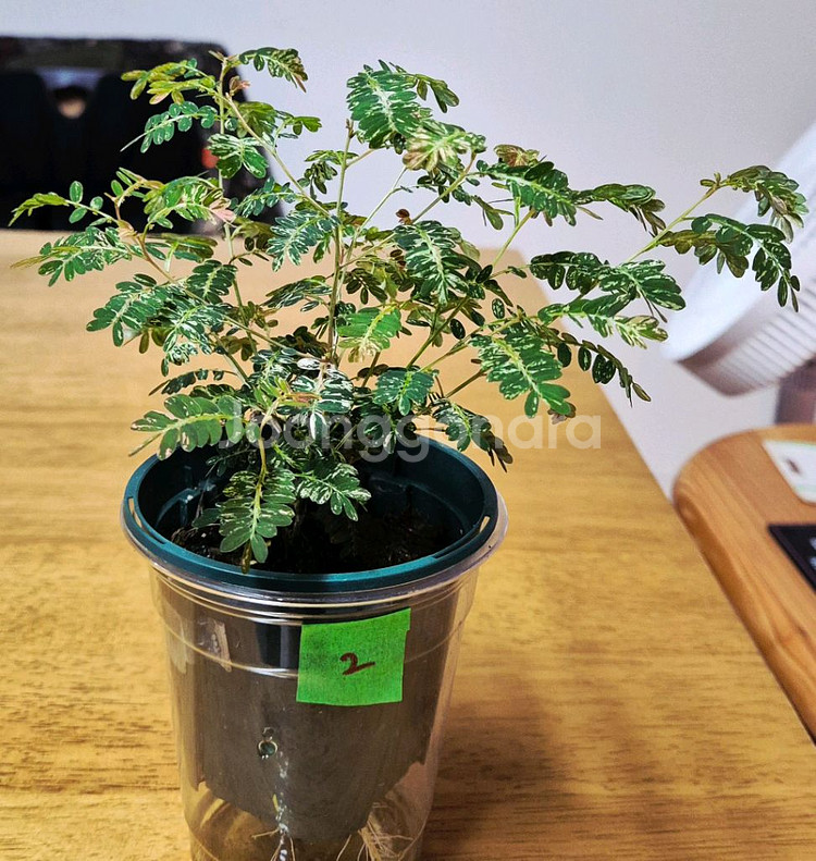 (가격내림)필란투스 우리나리아 핑크 바리 (여우구슬)--1