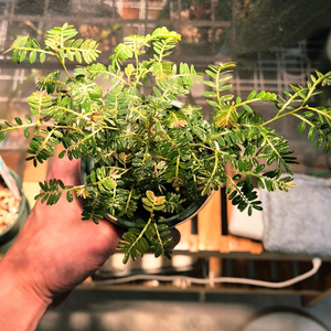 (가격내림)필란투스 우리나리아 핑크 바리 (여우구슬)