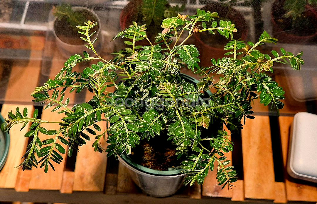 (가격내림)필란투스 우리나리아 핑크 바리 (여우구슬)--2