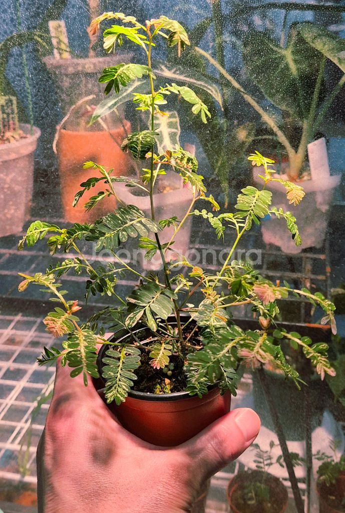 (가격내림)필란투스 우리나리아 핑크 바리 (여우구슬)--0