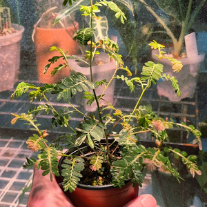 (가격내림)필란투스 우리나리아 핑크 바리 (여우구슬)