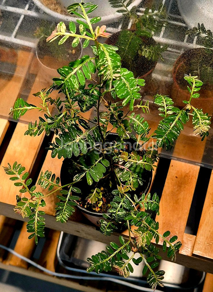 (가격내림)필란투스 우리나리아 핑크 바리 (여우구슬)--1