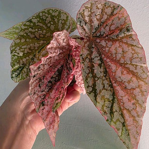 베고니아 스노우캡 바리에가타