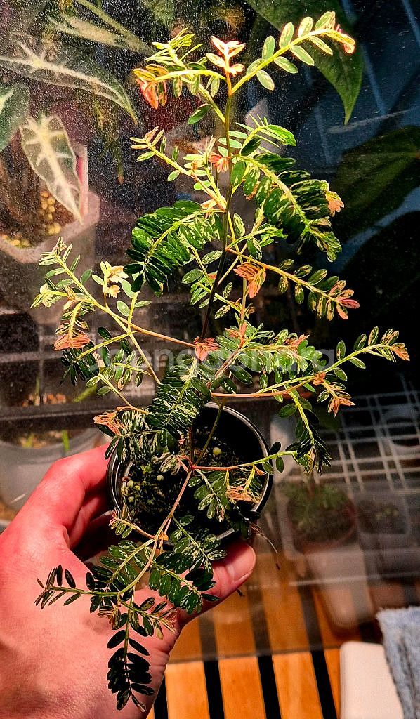 (가격내림)필란투스 우리나리아 핑크 바리 (여우구슬)--0