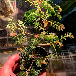 (가격내림)필란투스 우리나리아 핑크 바리 (여우구슬)