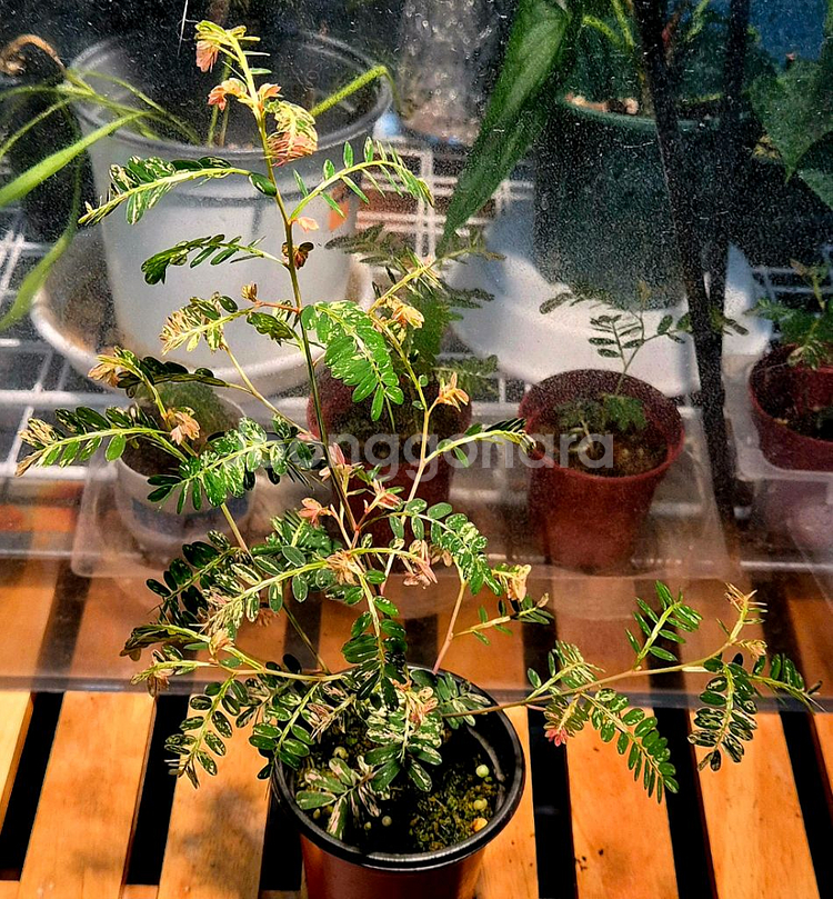 (가격내림)필란투스 우리나리아 핑크 바리 (여우구슬)--1