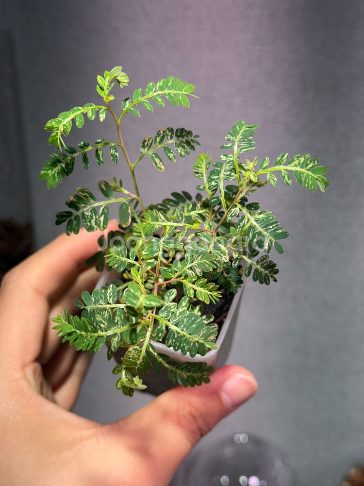 여우구슬 바리에가타 희귀식물 최저가--0