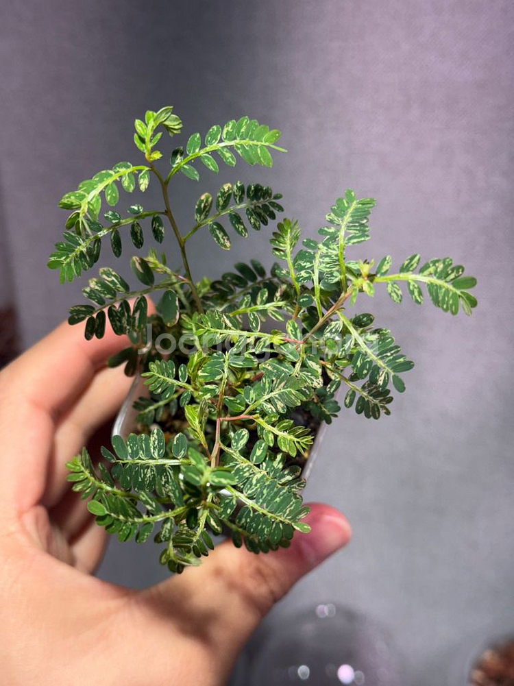 여우구슬 바리에가타 희귀식물 최저가--1