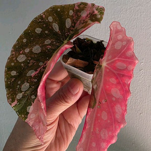 베고니아 마큘라타 바리에가타