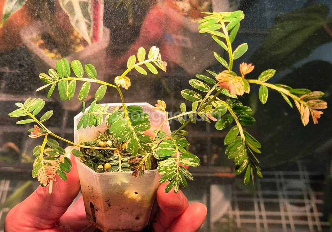 (가격내림)필란투스 우리나리아 핑크 바리 (여우구슬)--0