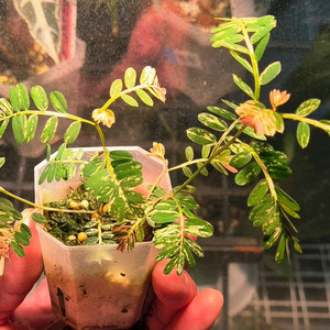 (가격내림)필란투스 우리나리아 핑크 바리 (여우구슬)