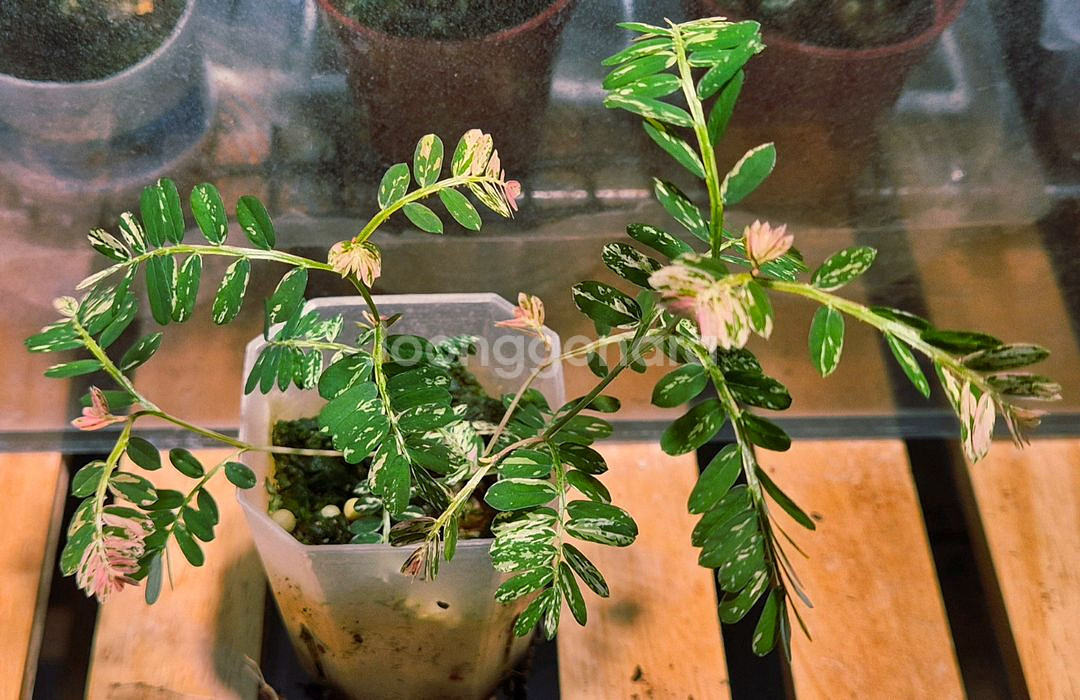 (가격내림)필란투스 우리나리아 핑크 바리 (여우구슬)--1