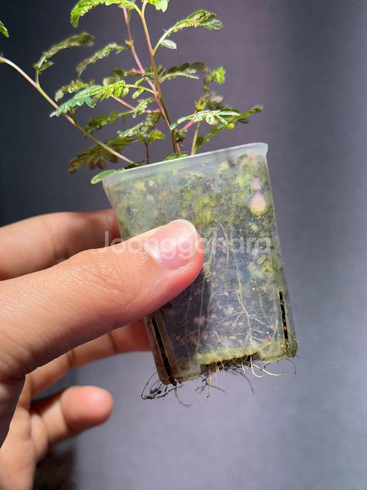 필란투스 우리나리아 핑크 바리에가타--1