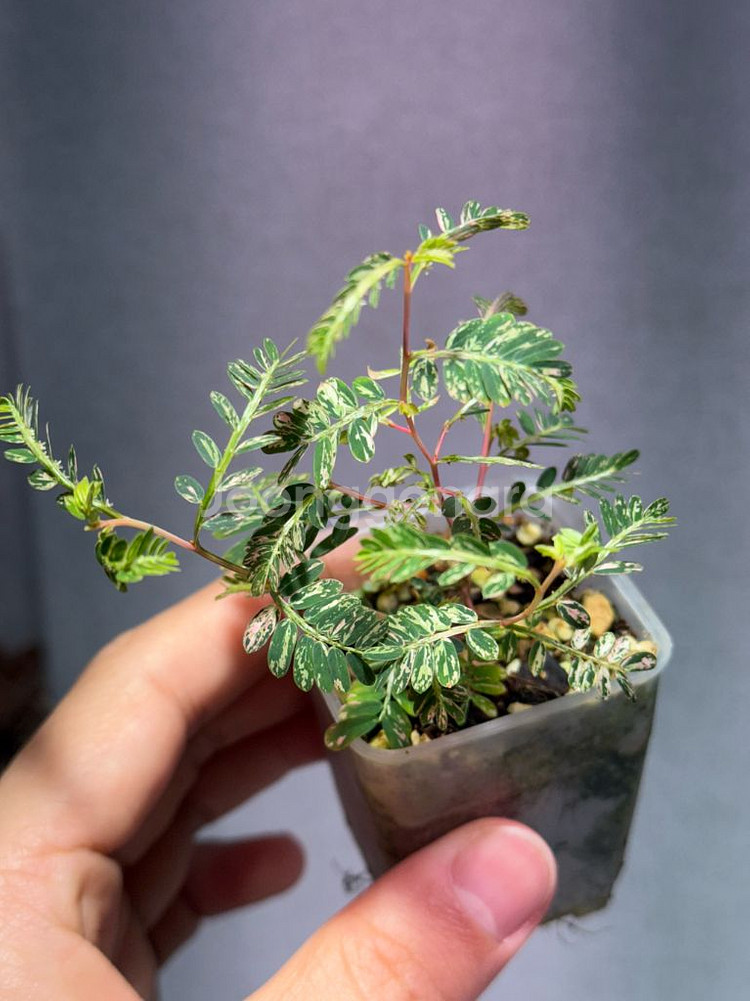 필란투스 우리나리아 핑크 바리에가타--0