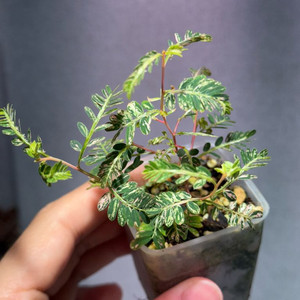 필란투스 우리나리아 핑크 바리에가타