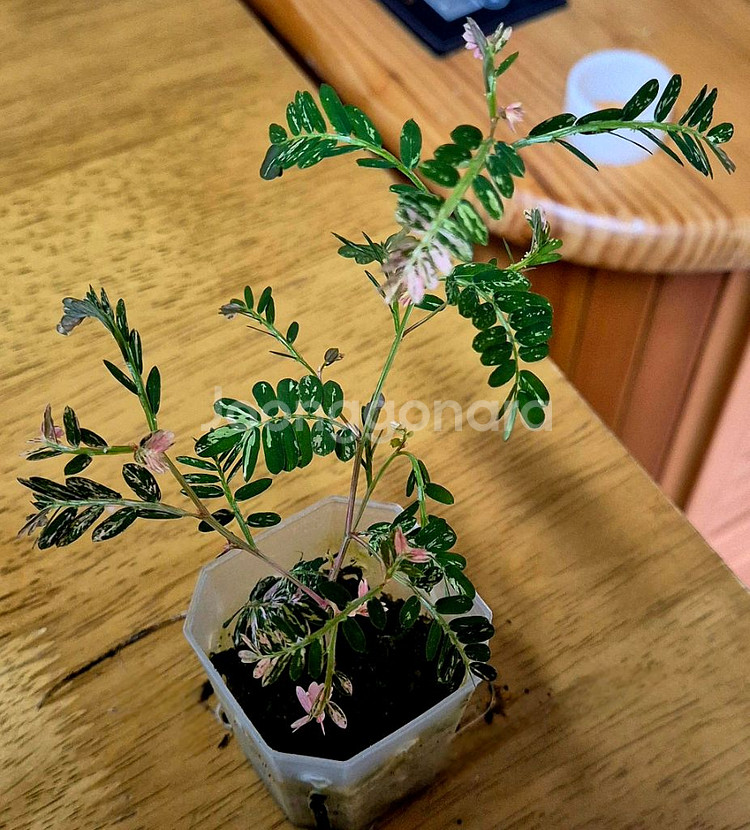 (가격내림)필란투스 우리나리아 핑크 바리 (여우구슬)--2