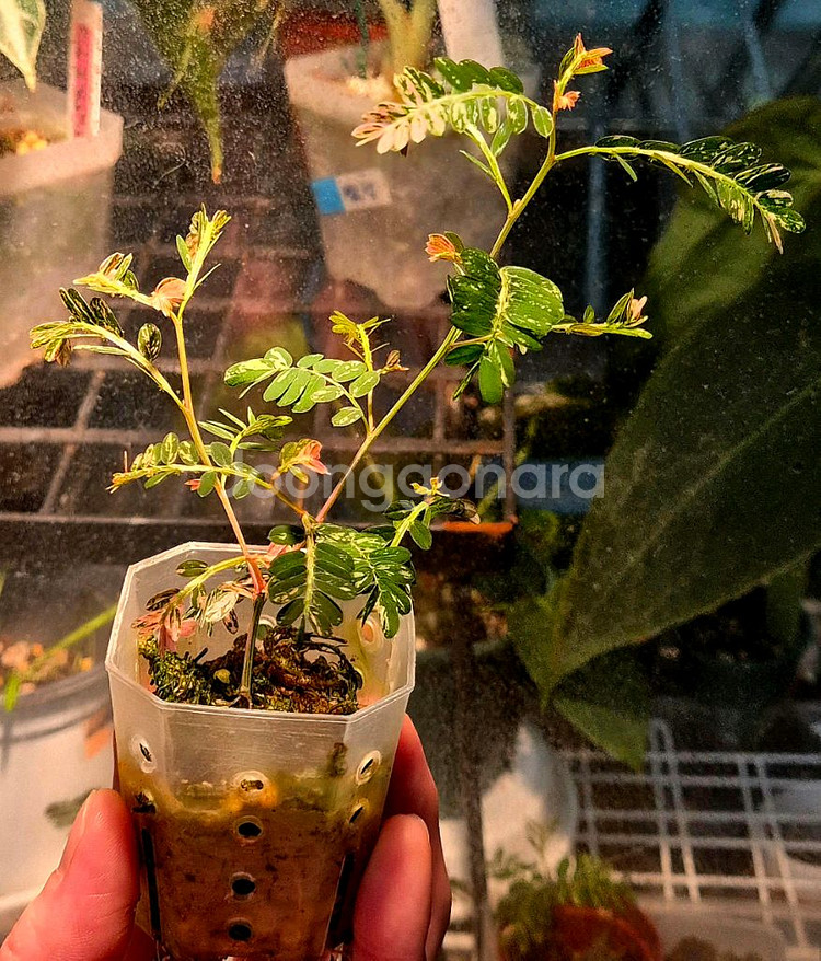 (가격내림)필란투스 우리나리아 핑크 바리 (여우구슬)--0