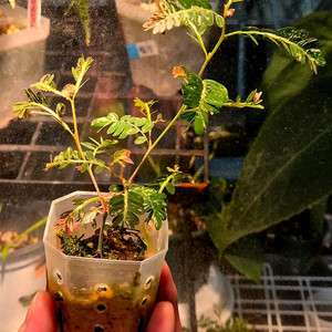 (가격내림)필란투스 우리나리아 핑크 바리 (여우구슬)