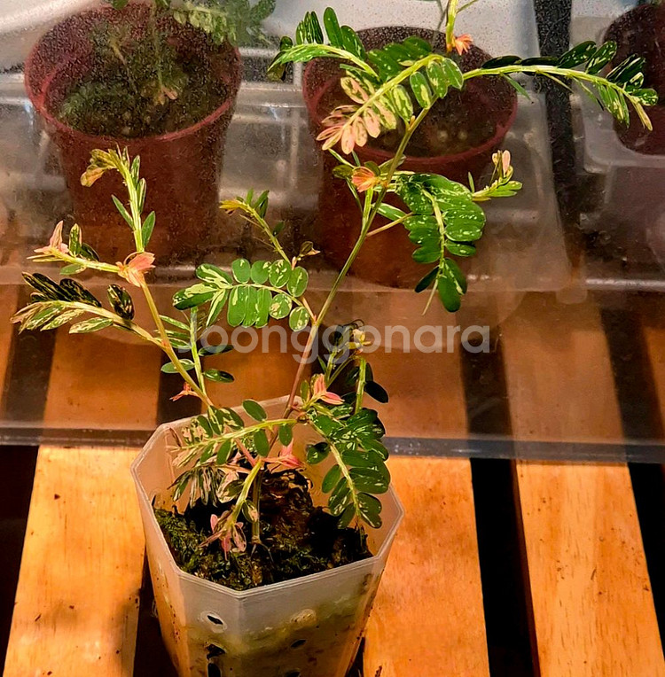 (가격내림)필란투스 우리나리아 핑크 바리 (여우구슬)--1