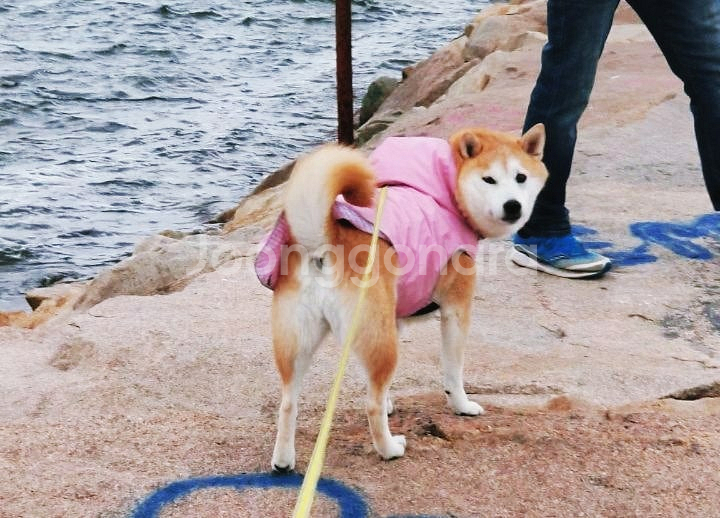 더월씨독(THE WORTHY DOG)우비 (45~58)--4
