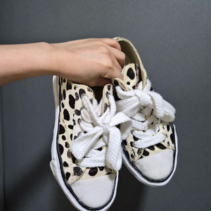 미하라야스히로 피터슨 달마시안 일본직접